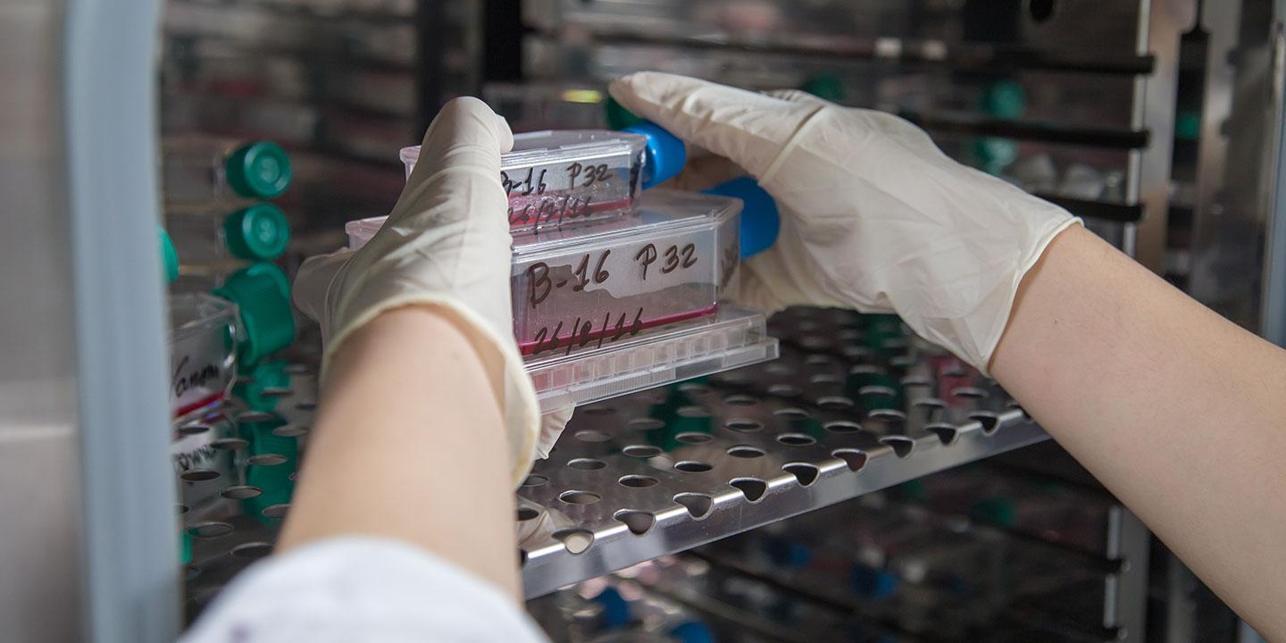 Ein Forscher deponiert Zellkulturflaschen in einem Inkubator