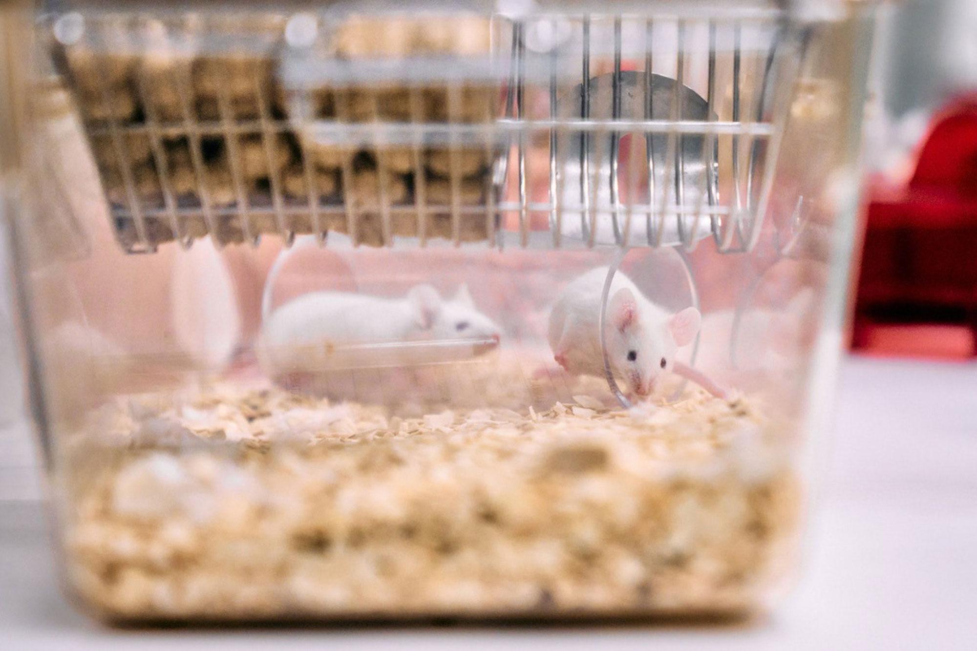 Ein guter Tod? Wie Tierpflegende mit der Last der Euthanasie umgehen